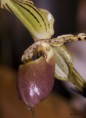 /album/l%27orchidee%3a-fleurs-des-songes-aux-contours-r%c3%aaveurs/goutte-lorchidee-mars-2013-141-jpg/